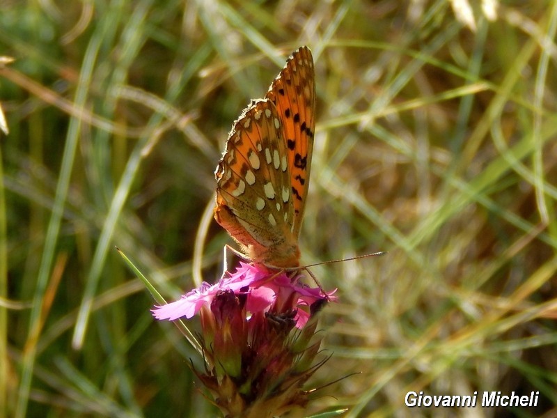 Nymphalidae 1 da ID - Argynnis (Mesoacidalia) aglaja